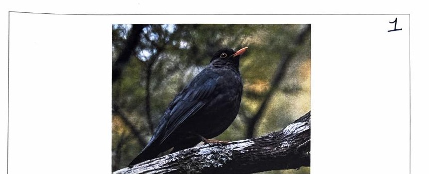 Blackbird, photographed at BMS